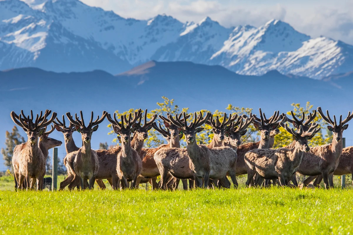 Панты Алтайского марала